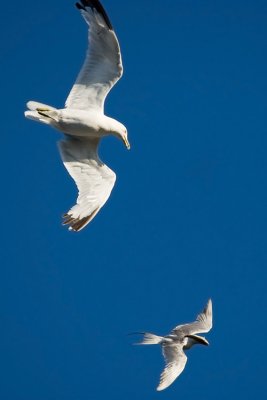 Ring-billed Gull chasing Forster's Tern with fish