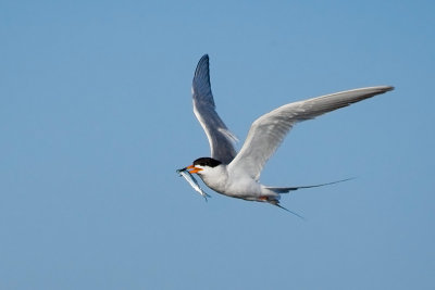 Forster's Tern with fish