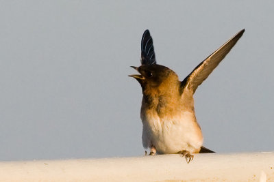 Cliff Swallow, juvenile