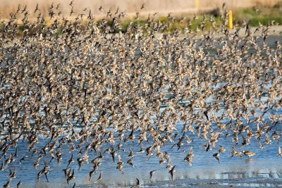 Hundreds of Western Sandpipers