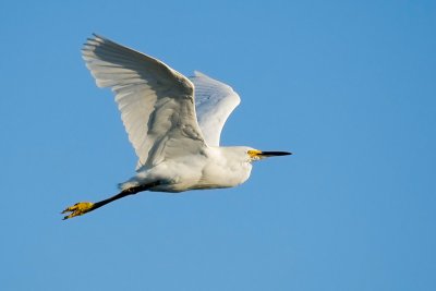 Snowy Egret