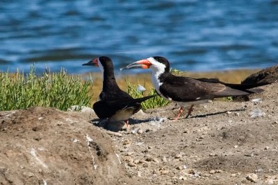 Black Skimmers and chick
