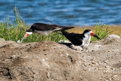 Black Skimmers and 2 chicks