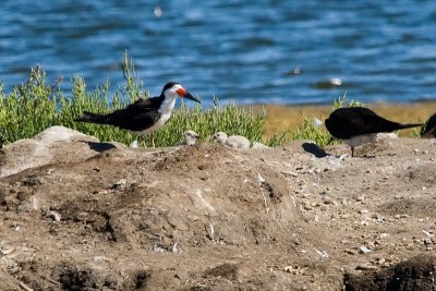 Black Skimmers and 2 chicks