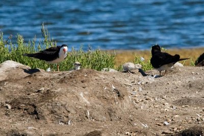 Black Skimmers and 2 chicks