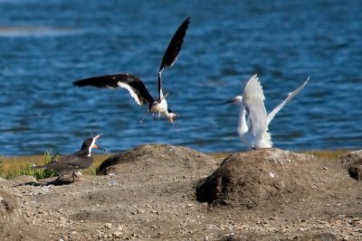 Black Skimmers chasing Snowy Egret