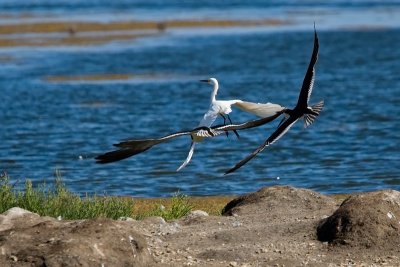 Black Skimmers chasing Snowy Egret
