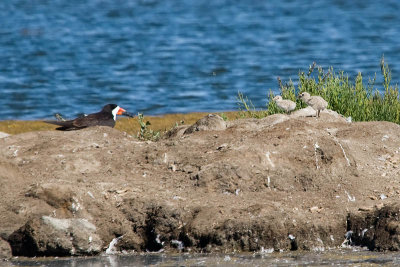 Black Skimmer and 2 chicks