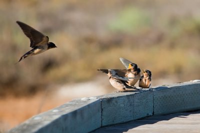 Barn Swallows anticipating feeding