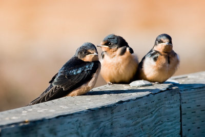 Barn Swallow fledglings