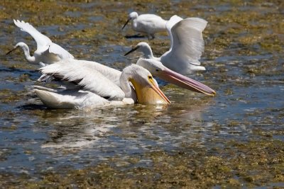 American White Pelicans