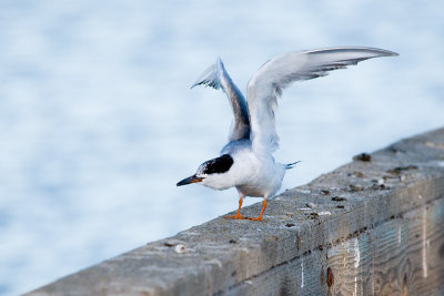 Forster's Tern, molting adult
