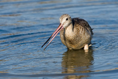 Marbled Godwit with clam