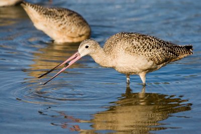 Marbled Godwit with clam