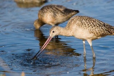 Marbled Godwit with clam