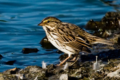 Savannah Sparrow