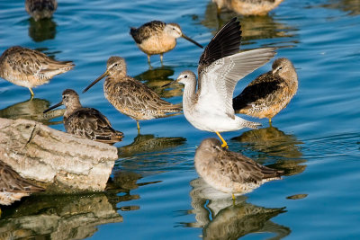 Lesser Yellowlegs among Long-billed Dowitchers