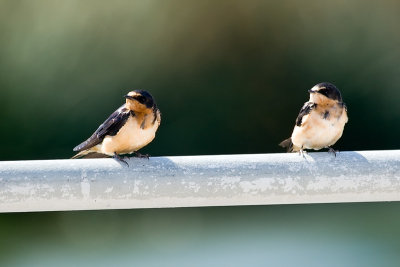 Barn Swallows, adult and juvenile