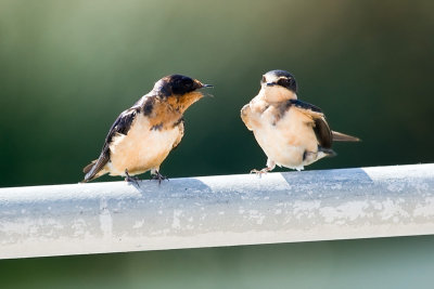 Barn Swallows, adult and juvenile