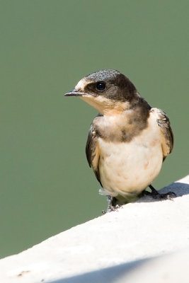 Barn Swallow, juvenile