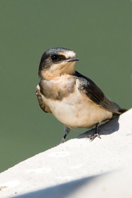 Barn Swallow, juvenile