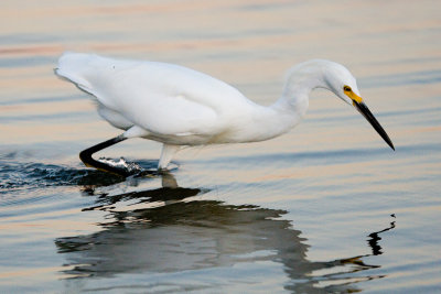 Snowy Egret