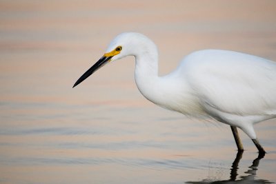 Snowy Egret