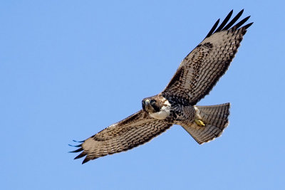 Red-tailed Hawk, juvenile