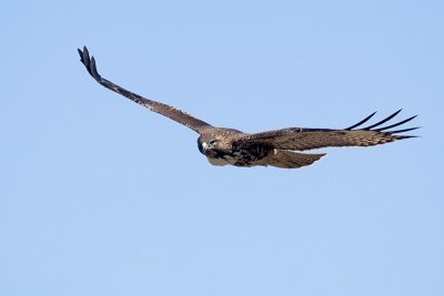 Red-tailed Hawk, juvenile