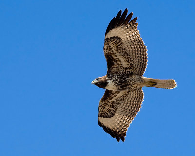 Red-tailed Hawk, juvenile