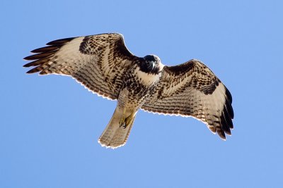 Red-tailed Hawk, juvenile