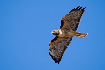 Red-tailed Hawk