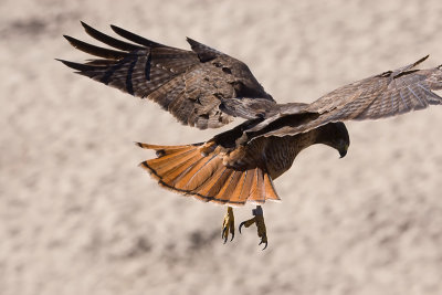 Red Tail
