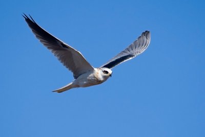 White-tailed Kite, juvenile