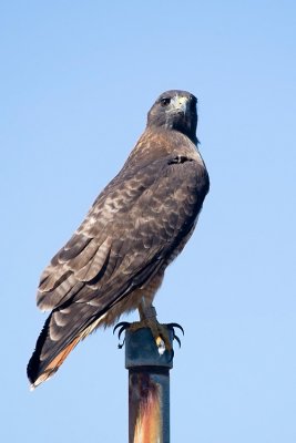 Red-tailed Hawk