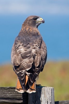 Red-tailed Hawk