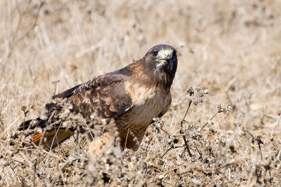 Red-tailed Hawk
