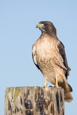 Red-tailed Hawk