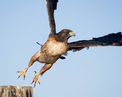 Red-tailed Hawk