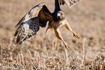 Red-tailed Hawk