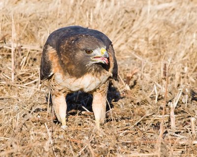 Red-tailed Hawk eating vole