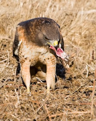 Red-tailed Hawk eating vole