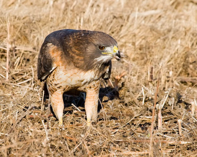 Red-tailed Hawk eating vole