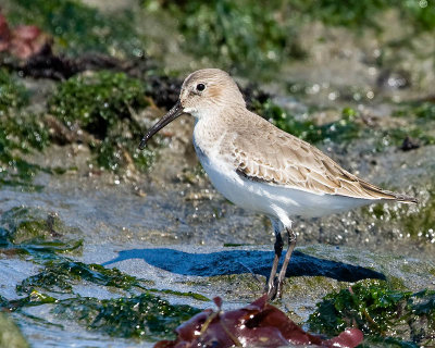 Dunlin