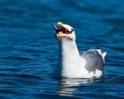 Western Gull swallowing starfish