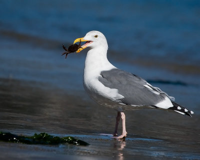 Western Gull with crab