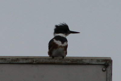 IMG_4120.JPG