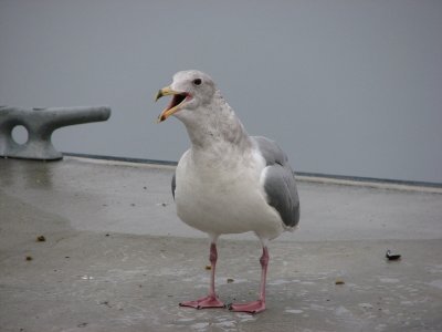 IMG_4125.JPG