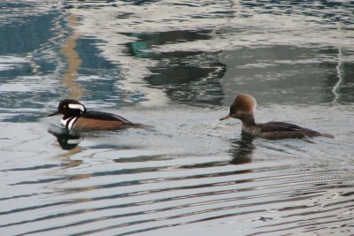 IMG_4130.JPG