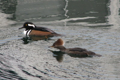 IMG_4131.JPG